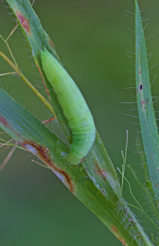 Carolina Satyr caterpillar